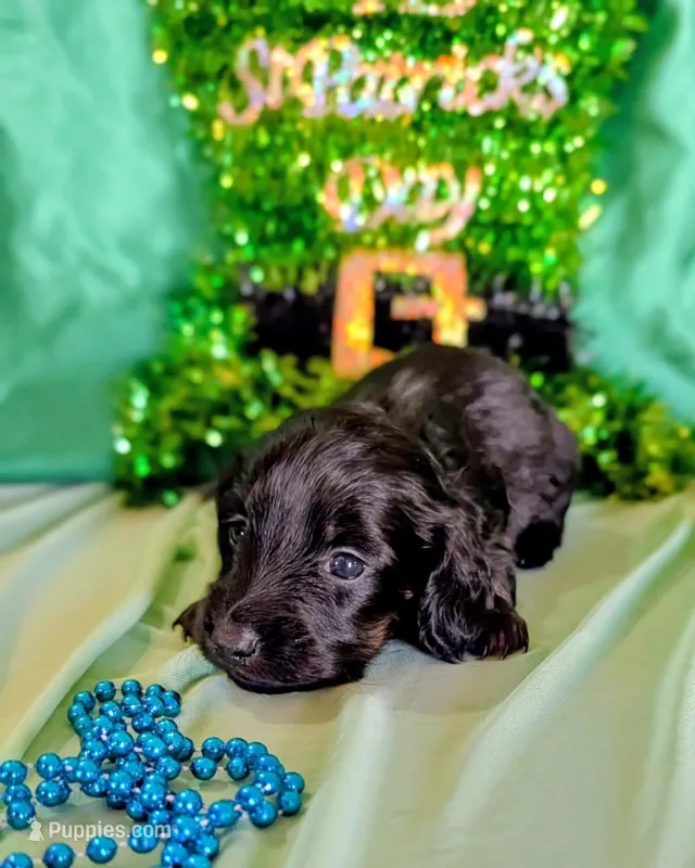  Male Puppy 3, a male Miniature Dachshund for sale in Arizona, AZ – Photo 1 of 7