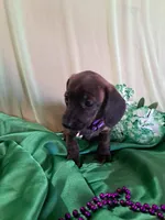 Female 1, a female Miniature Dachshund for sale in Arizona, AZ – Photo 3 of 4