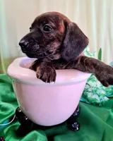 Female 1, a female Miniature Dachshund for sale in Arizona, AZ – Photo 2 of 4