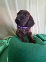 Female 1, a female Miniature Dachshund for sale in Arizona, AZ – Photo 4 of 4