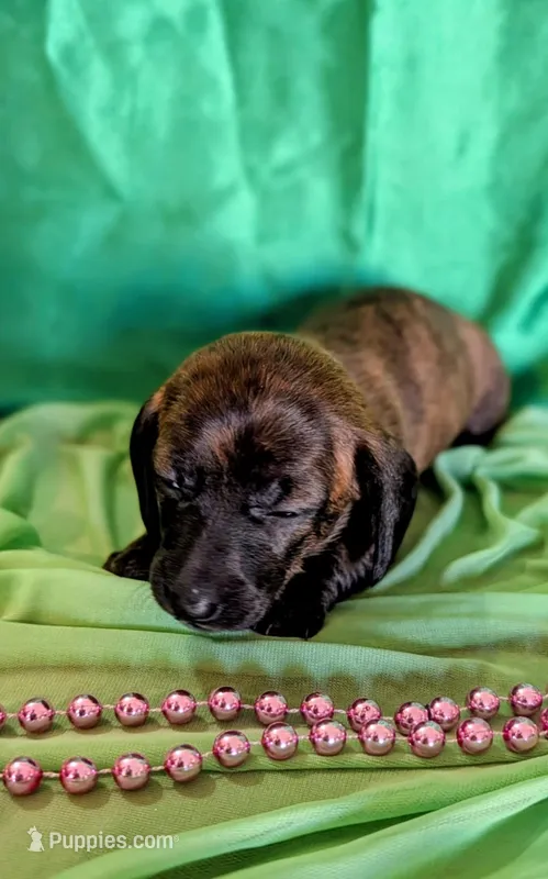 Female 1 – Miniature Dachshund puppy for sale in Arizona, AZ