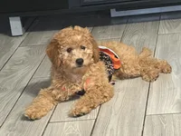 Daisy, a female Goldendoodle for sale in Bradenton, FL – 2 of 4