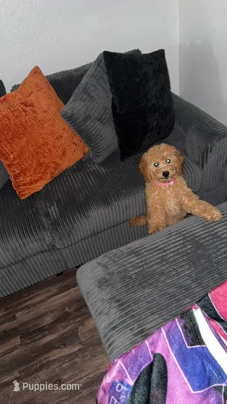Daisy – Goldendoodle puppy for sale in Bradenton, FL