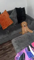 Daisy, a female Goldendoodle for sale in Bradenton, FL – 1 of 4