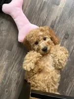 Daisy, a female Goldendoodle for sale in Bradenton, FL – 3 of 4