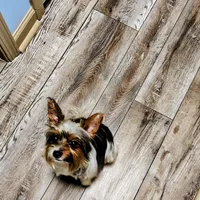 Uno, a male Yorkshire Terrier for sale in Decatur, GA – Photo 1 of 3