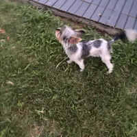 Uno, a male Yorkshire Terrier for sale in Decatur, GA – Photo 3 of 3