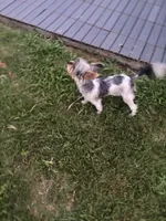Uno, a male Yorkshire Terrier for sale in Decatur, GA – Photo 3 of 3