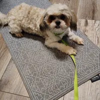 Choco, a male Shih Tzu for sale in Decatur, GA – Photo 1 of 3