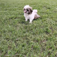 Choco, a male Shih Tzu for sale in Decatur, GA – Photo 3 of 3