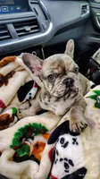 Bluey, a female French Bulldog for sale in Decatur, GA – Photo 5 of 5