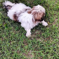 King, a male Shih Tzu for sale in Decatur, GA – Photo 2 of 2