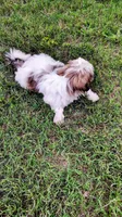 King, a male Shih Tzu for sale in Decatur, GA – Photo 2 of 2