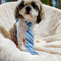 King, a male Shih Tzu for sale in Decatur, GA – Photo 1 of 2