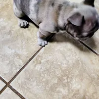 Bluey, a female French Bulldog for sale in Decatur, GA – Photo 3 of 5