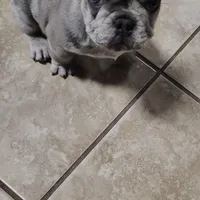 Bluey, a female French Bulldog for sale in Decatur, GA – Photo 4 of 5