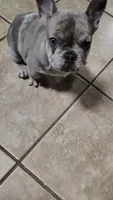 Bluey, a female French Bulldog for sale in Decatur, GA – Photo 4 of 4