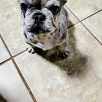 Bluey, a female French Bulldog for sale in Decatur, GA – Photo 2 of 5