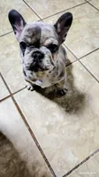 Bluey, a female French Bulldog for sale in Decatur, GA – Photo 1 of 4
