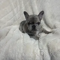 Bluey, a female French Bulldog for sale in Decatur, GA – Photo 1 of 5