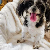 Cece, a female Shih Tzu for sale in Decatur, GA – 1 of 1