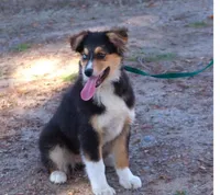 Maple , a female Australian Shepherd for sale in Forest Falls, CA – Photo 1 of 3