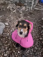 Maple , a female Australian Shepherd for sale in Forest Falls, CA – Photo 2 of 3