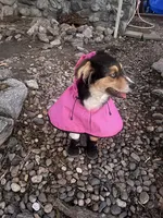Maple , a female Australian Shepherd for sale in Forest Falls, CA – Photo 3 of 3