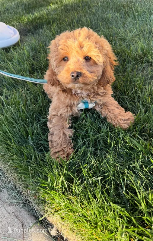 Bruno – Miniature Goldendoodle puppy for sale in Evansville, IN