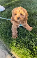 Bruno, a male Miniature Goldendoodle for sale in Evansville, IN – 1 of 5