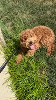 Bruno, a male Miniature Goldendoodle for sale in Evansville, IN – 4 of 5