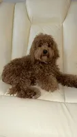 Bruno, a male Miniature Goldendoodle for sale in Evansville, IN – 5 of 5