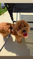Bruno, a male Miniature Goldendoodle for sale in Evansville, IN – 3 of 5