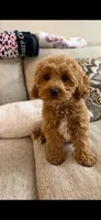 Bruno, a male Miniature Goldendoodle for sale in Evansville, IN – 2 of 5