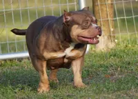 Brownie, a female American Bully for sale in Ocala, FL – 2 of 3