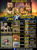 Putti, a female American Bully for sale in Ocala, FL – Photo 7 of 7