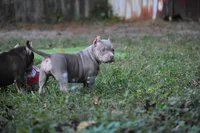 Putti, a female American Bully for sale in Ocala, FL – Photo 4 of 7