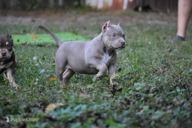 Putti, a female American Bully for sale in Ocala, FL – Photo 1 of 7