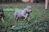 Putti, a female American Bully for sale in Ocala, FL – Photo 1 of 7