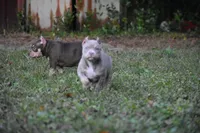 Putti, a female American Bully for sale in Ocala, FL – Photo 2 of 7