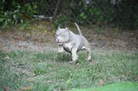 Putti, a female American Bully for sale in Ocala, FL – Photo 5 of 7