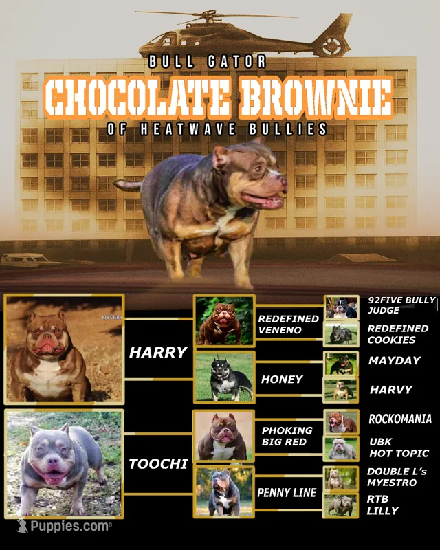 Brownie – American Bully puppy for sale in Ocala, FL