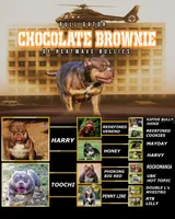 Brownie, a female American Bully for sale in Ocala, FL – 1 of 3