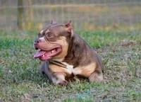 Brownie, a female American Bully for sale in Ocala, FL – 3 of 3