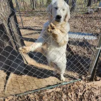 Green Boy (Golden), a male English Cream Golden Retriever for sale in Mayfield, KY – Photo 1 of 4