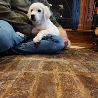 Green Boy (Golden), a male English Cream Golden Retriever for sale in Mayfield, KY – Photo 2 of 4