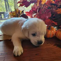 Green Boy (Golden), a male English Cream Golden Retriever for sale in Mayfield, KY – Photo 4 of 4