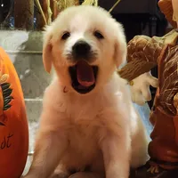 Green Boy (Golden), a male English Cream Golden Retriever for sale in Mayfield, KY – Photo 3 of 4