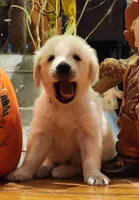 processed/fd70ccd5-159f-435e-a8cb-4254618b3aa9/listing/1daef25f-ff83-41a0-b406-b02993b9fcf1/fe67fd40-81e9-451a-876c-8f69603c5453