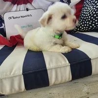 Green Boy, a male Havanese for sale in Mayfield, KY – Photo 2 of 2